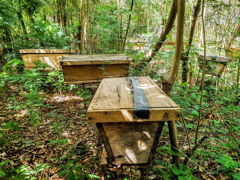 Apiary with beehives